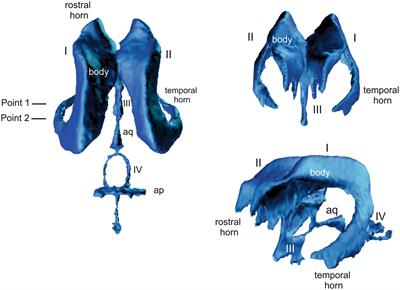 Reliability and interobserver variability of a grading system of ventricular distension in dogs